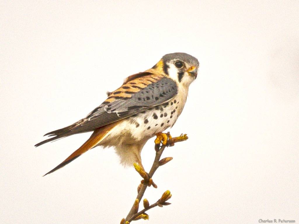 American Kestrel - Georgia by petechar is licensed under CC BY-NC-ND 2.0